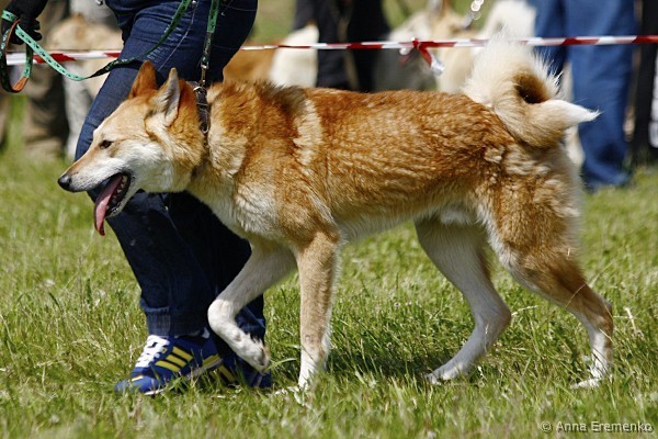 kuzya_4020-13_zalazaev1